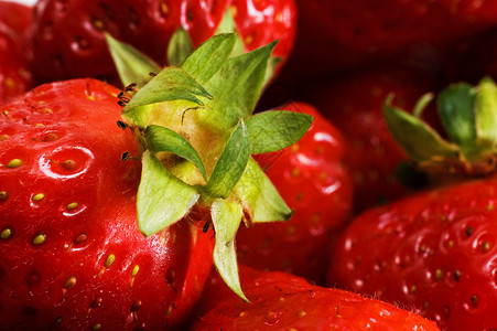 草莓密闭健康焦点红色小吃营养水果食物甜点浆果选择性背景图片
