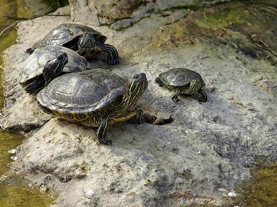 淡水龟动物群花园野生动物乌龟两栖池塘动物园疱疹动物海洋爬虫学高清图片素材