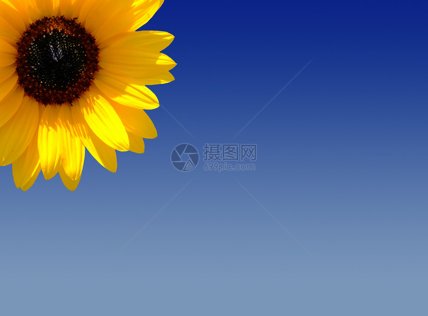 春天的点花瓣向日葵蓝色框架季节概念天蓝色天空横幅黄色图片