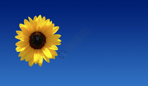 蓝和黄横幅蓝色假期概念天蓝色黄色花瓣框架向日葵花园背景图片