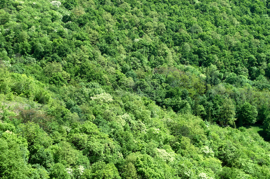 绿林娱乐季节太阳树干野生动物风景日光神话晴天森林图片