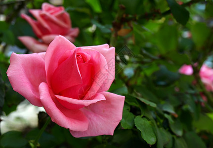 粉红玫瑰植物群浪漫园艺花园花瓣背景图片