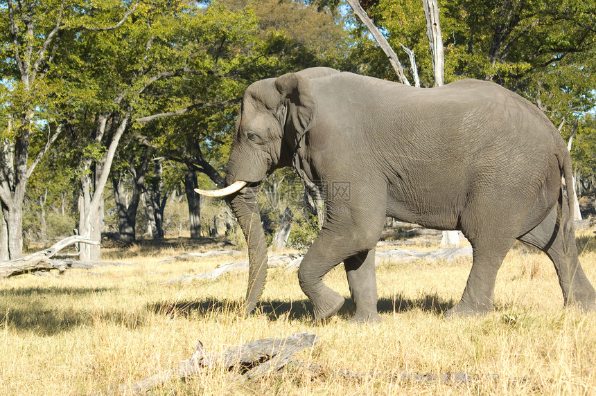 大象走路树干衬套野生动物大草原动物黄色绿色哺乳动物野外动物环境图片