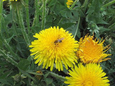 和蜜蜂黄色草地场地绿色空地背景图片