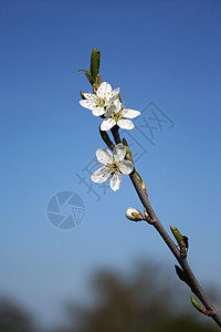 霍桑开花柴桑春天高清图片