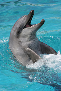 蓝色海豚大鱼微笑海豚肖像牙齿蓝色水池表演动物海洋瓶子斑点粉色哺乳动物背景