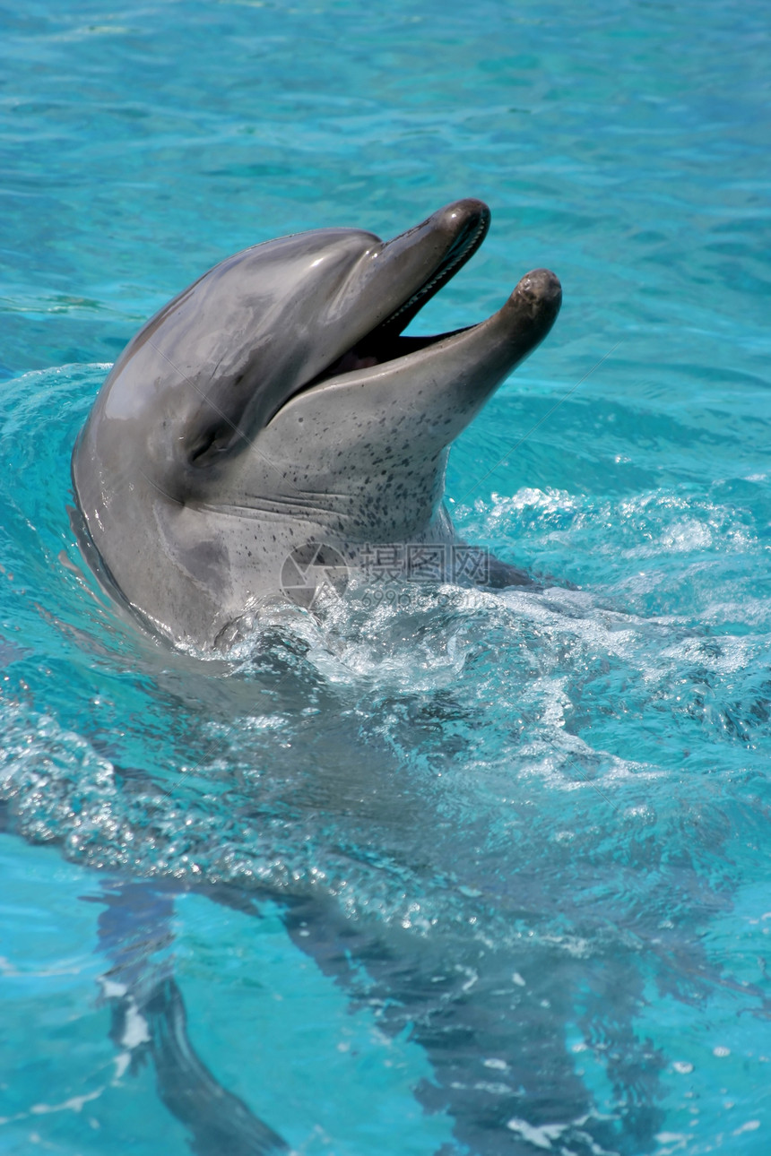 微笑海豚肖像表演哺乳动物瓶子斑点动物海洋蓝色水池图片