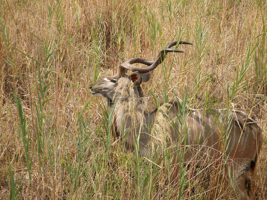 库杜野生动物动物群动物羚羊图片