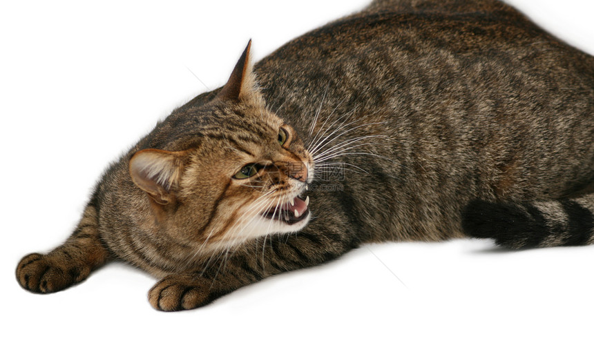 危险猫头发黄色虎斑宠物胡须眼睛女性条纹哺乳动物耳朵图片