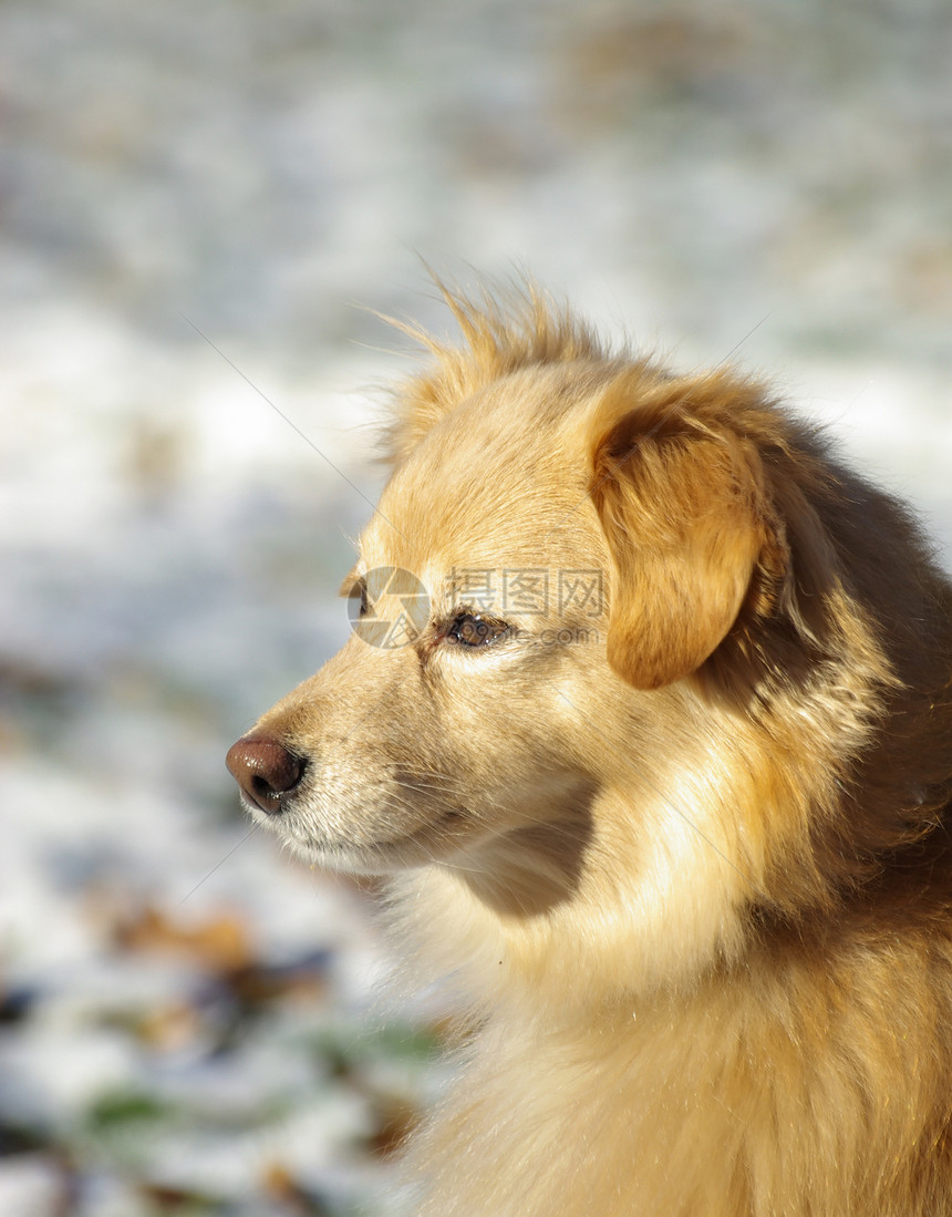 诗人奇科棕色犬类伴侣宠物忠诚小狗朋友哺乳动物动物毛皮图片