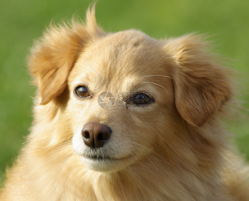 诗人奇科朋友宠物伴侣动物哺乳动物犬类小狗毛皮棕色忠诚图片