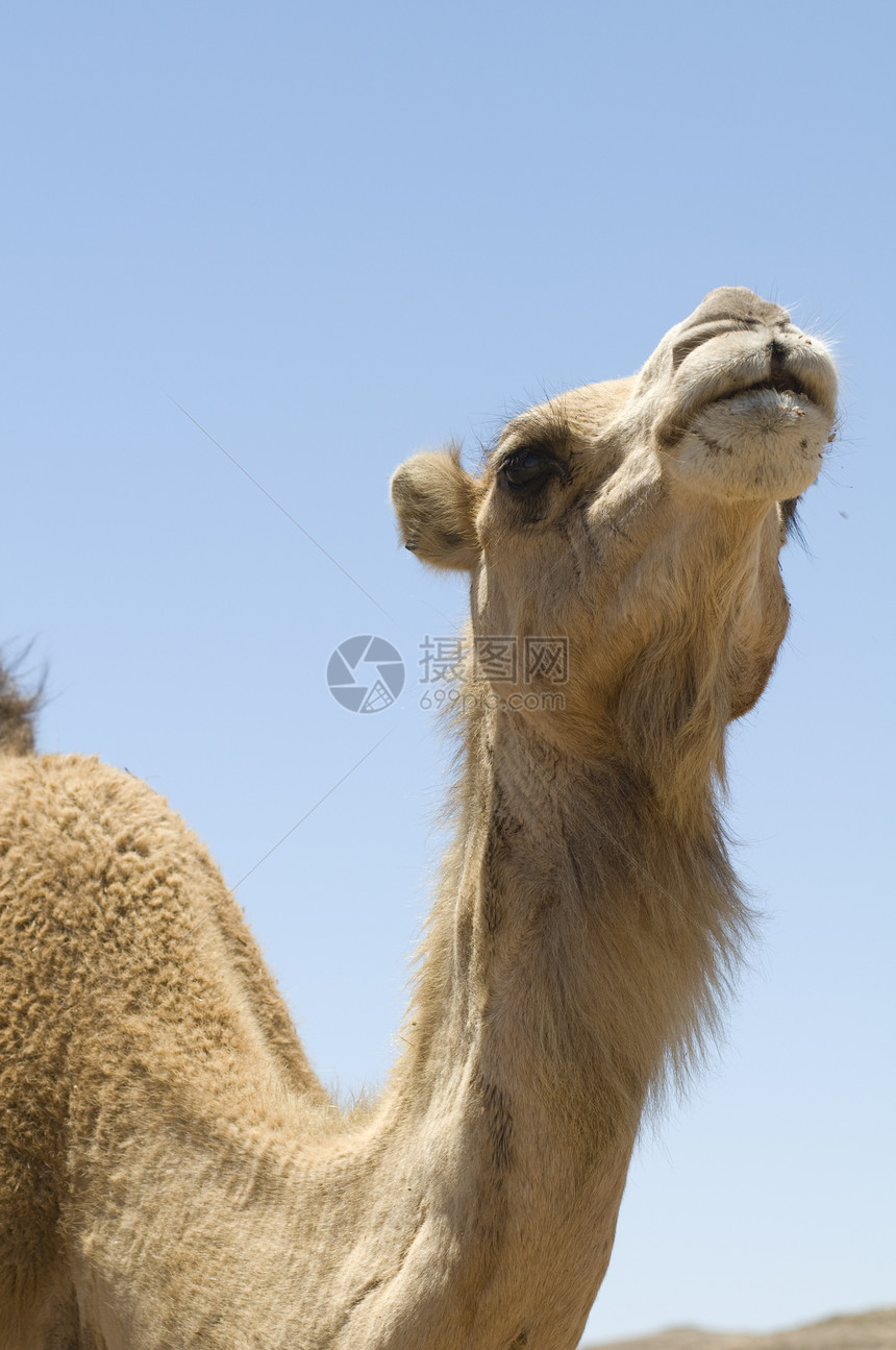 龙状骆驼头幽默脖子单峰情调动物圣地旅行内盖夫头发驼峰图片