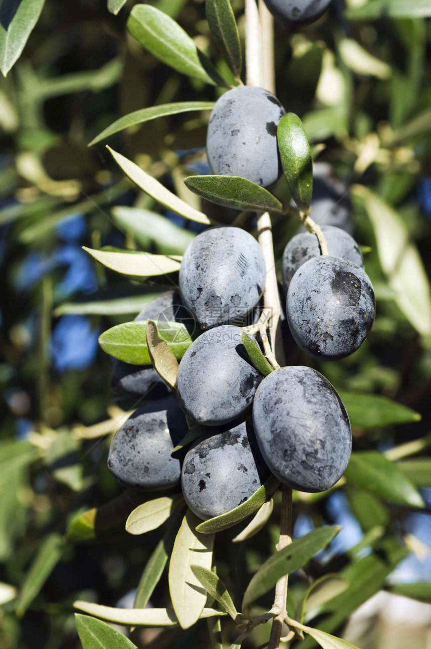 黑橄榄收获食物植物天气阳光时间环境晴天黑色农业图片