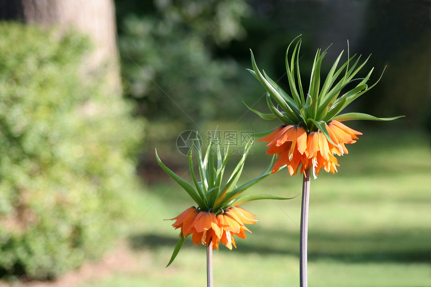 弗里蒂利亚帝国主义百合繁荣园艺植物学花朵植物橙子皇冠皇家图片
