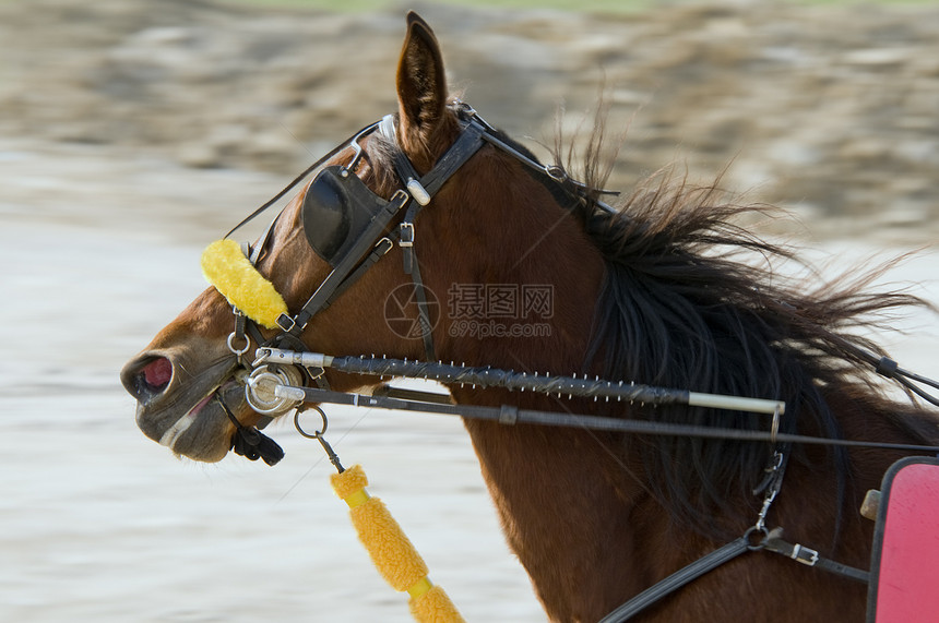 骑马轮子动物鼻子骑术马场缰绳速度马步猪蹄马具图片