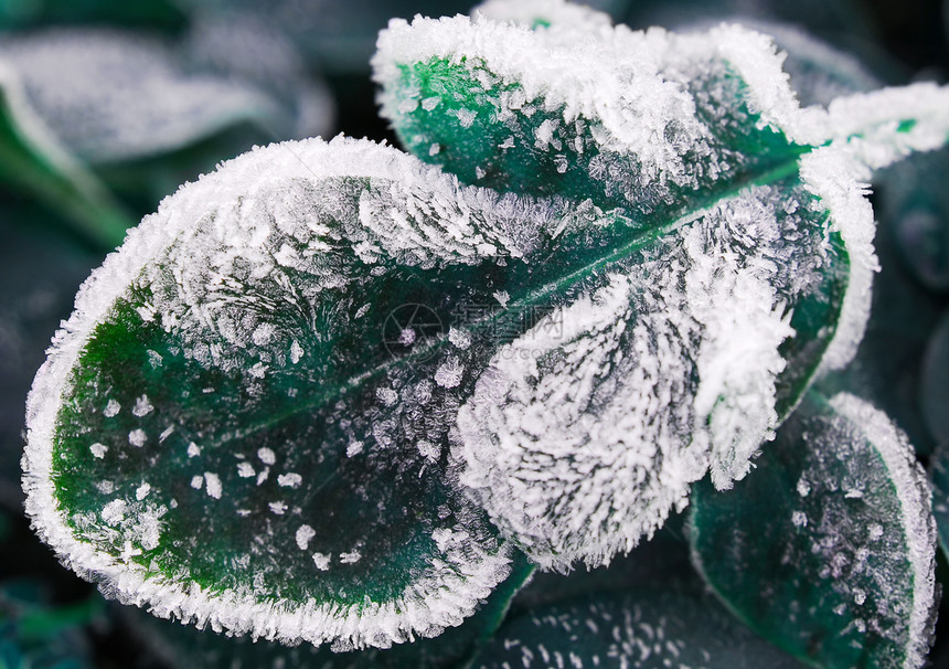 霜叶叶花园清凉宏观水晶植物学树叶叶子季节冷冻生长图片
