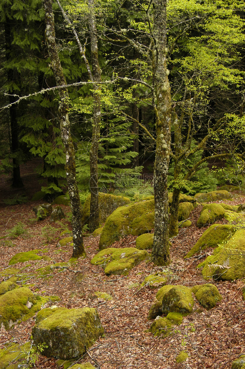 森林顶峰蓝色保护紫色乡村风景仙境绿色荒野图片