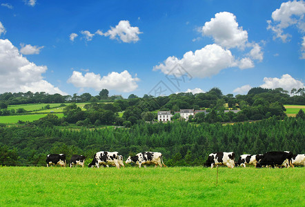 牧草中的牛群农业村庄场景风景爬坡斑点牛奶农村牧场场地背景图片