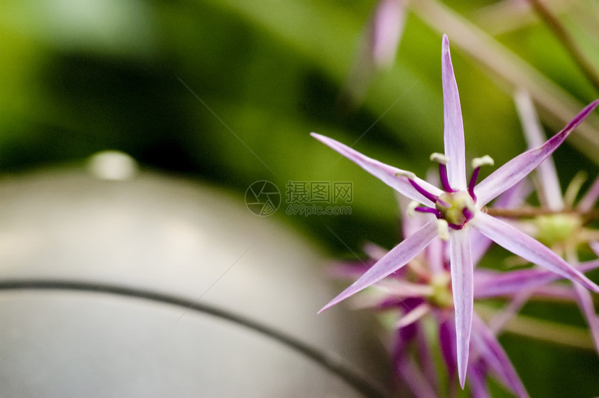 宏摄影花园自然部分绿色季节植物纹理颜色花瓣菜园图片