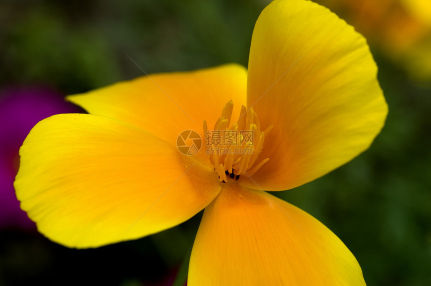 德国花植物环境保护水平种子黄色花瓣自然季节绿色花头图片