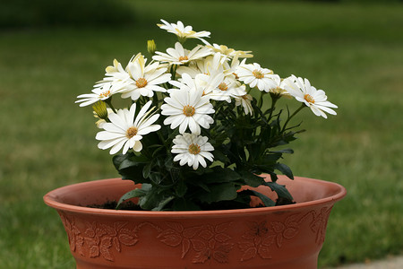 白花宫植物学黄色叶子花瓣雏菊白色背景图片