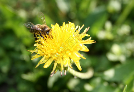 蜜蜂花粉草地宏观黄色绿色植物蜂蜜翅膀背景图片