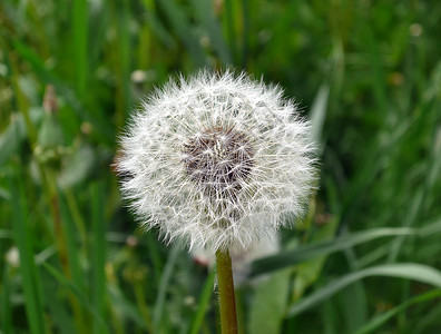 花层植物白色种子背景图片