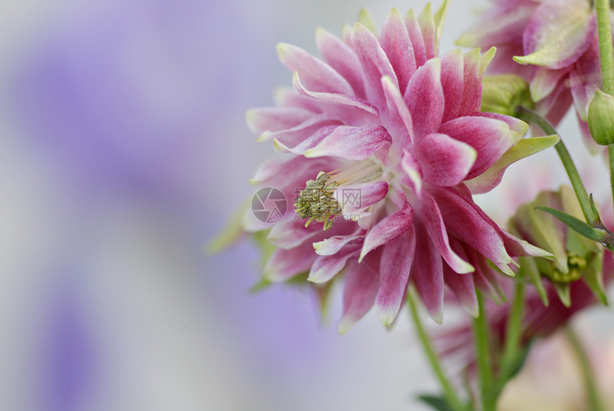 科伦本庭园紫色园艺花瓣粉色白色植物群花园耐力图片