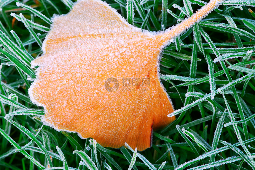 霜叶叶地面树叶刀片水晶叶子磨砂宏观说谎植物冷冻图片