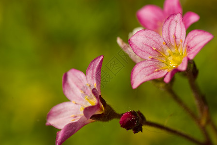 展余花瓣园丁植物橙子静物花店宏观花园香味背景图片