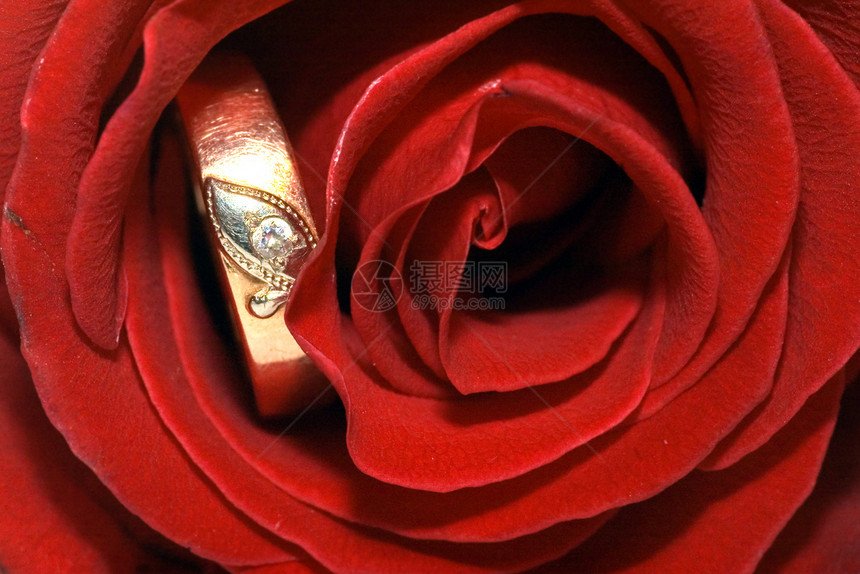 红玫瑰问候语礼物金子美丽玫瑰脆弱性庆典花瓣红色婚礼图片