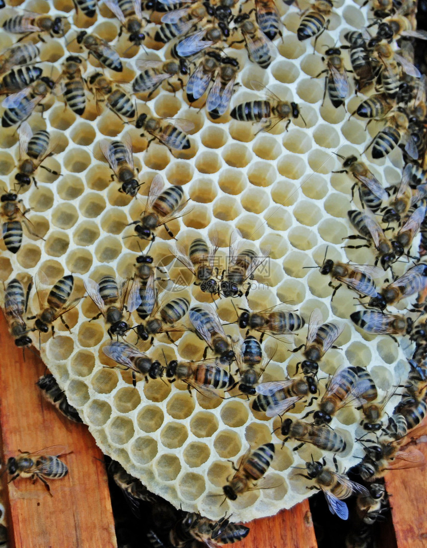 蜜蜂的生命 蜜蜂是建筑工蜂蜜子宫橙子动物语言昆虫蜂蜡生活蜂窝动物学图片