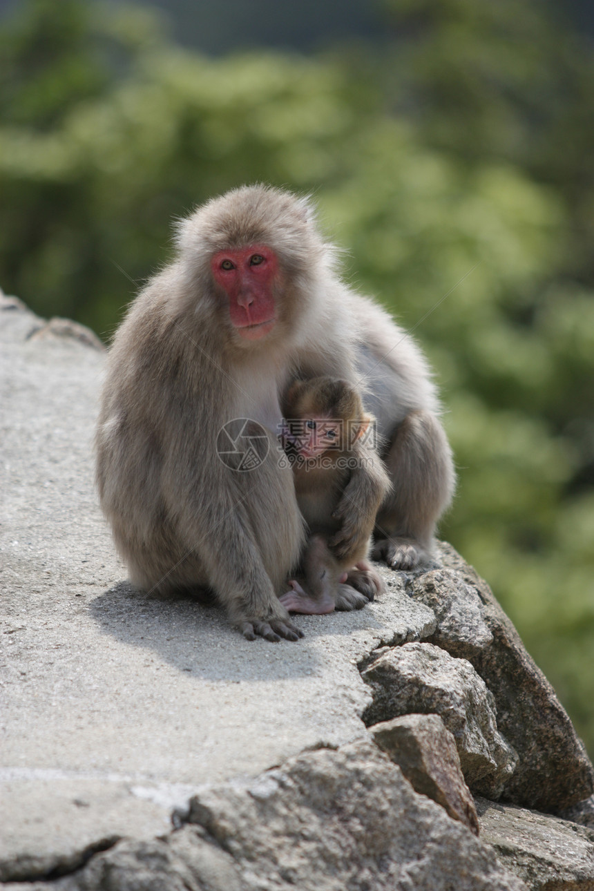 日本宫岛 野生哺乳猴子图片