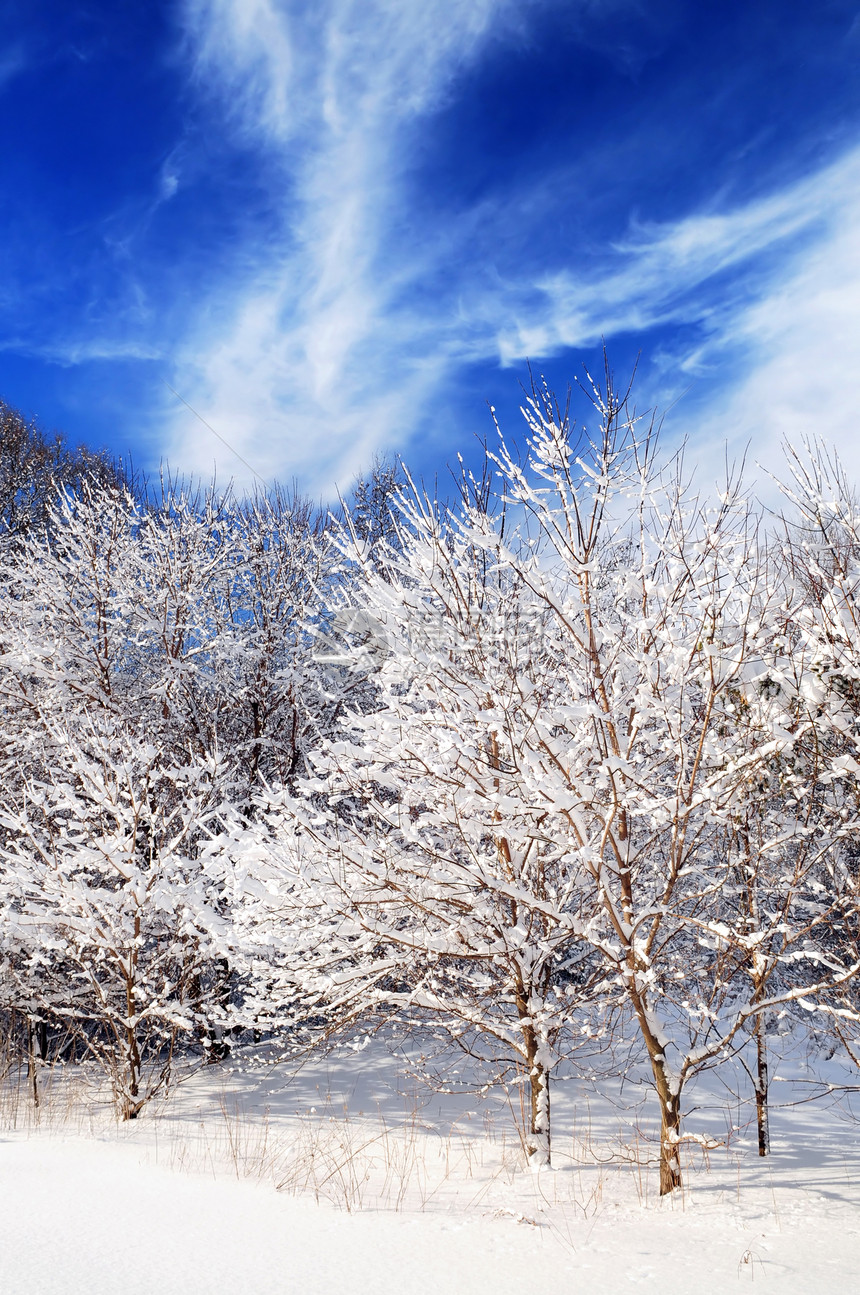 冬季森林晴天公园分支机构风景天空树木阳光仙境场景天气图片