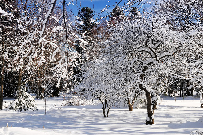 冬季公园天气树木风景晴天天空降雪仙境阳光森林分支机构图片