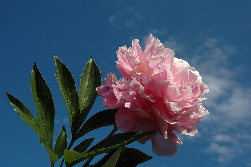 粉红小马紫色花瓣邮票植被花园牡丹宏观花店植物群院子图片