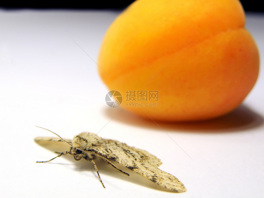 蝴蝶和杏子图片