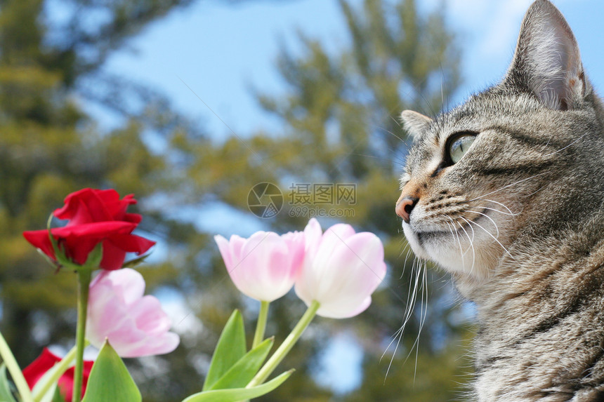 春天在花园的凯蒂哺乳动物蓝色宠物郁金香虎斑动物粉色猫咪玫瑰灰色图片