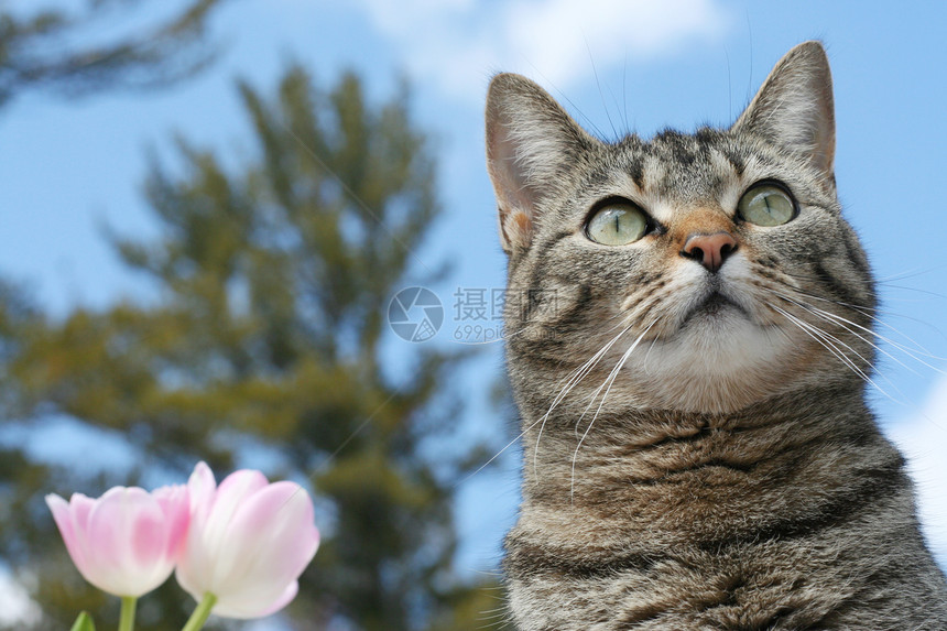 春天在花园的凯蒂蓝色粉色玫瑰猫咪晴天灰色猫科红色哺乳动物郁金香图片
