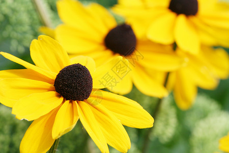 Echinacea 悖论 黄锥花晴天花瓣植物学团体花园锥体场地射线金光黄色背景