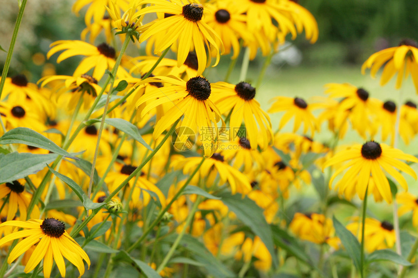 Echinacea 悖论 黄锥花花园黄色植物学场地花瓣射线晴天锥体团体金光图片