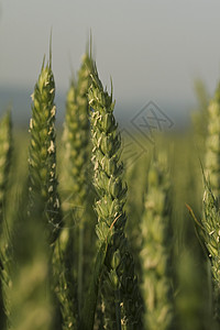 小麦玉米花麦田绿色玉米背景图片