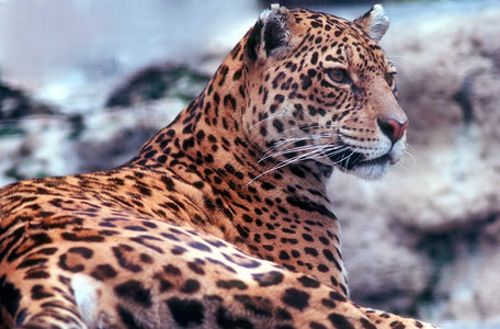 豹型捕食者野猫哺乳动物背景图片