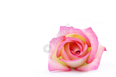 单独站立花瓣婚礼花朵粉色静物背景图片