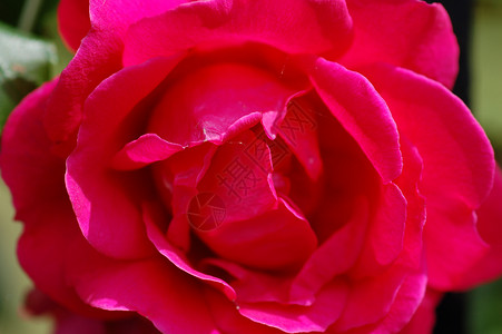 粉红玫瑰花瓣花园背景图片