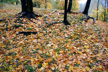 叶子树干树叶植物落叶背景图片