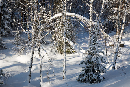 冬季森林阳光阴影高清图片