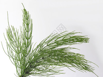 绿色的马尾草植物背景图片