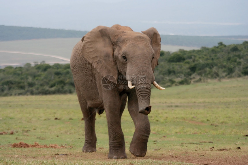 非洲大象移动中图片