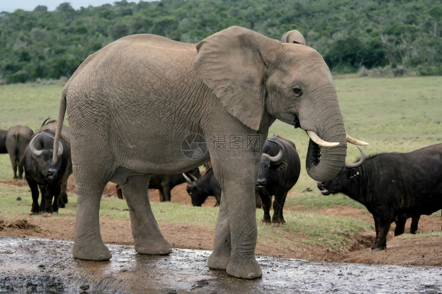 非洲大象与水牛岛图片